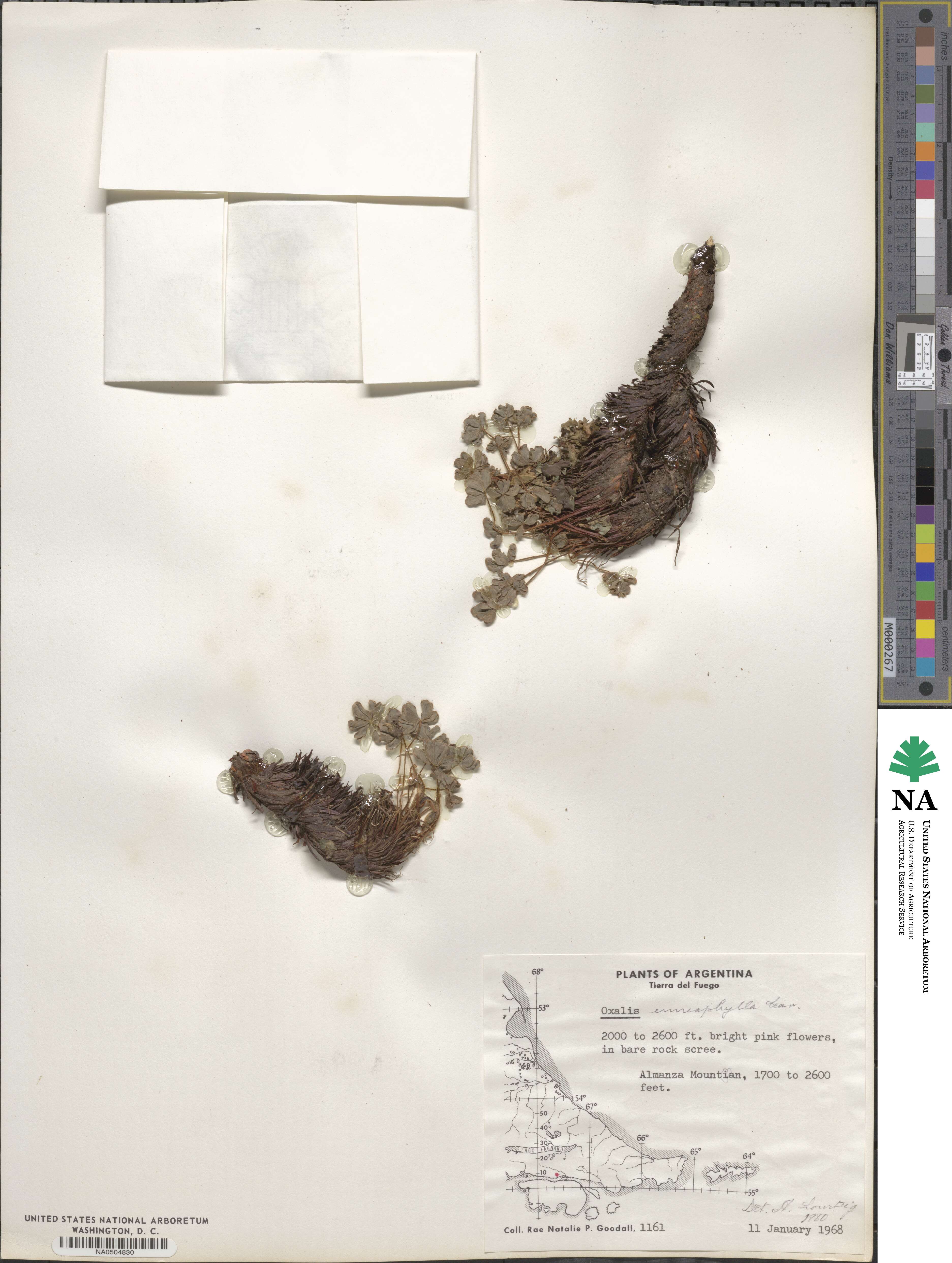 Oxalis enneaphylla image