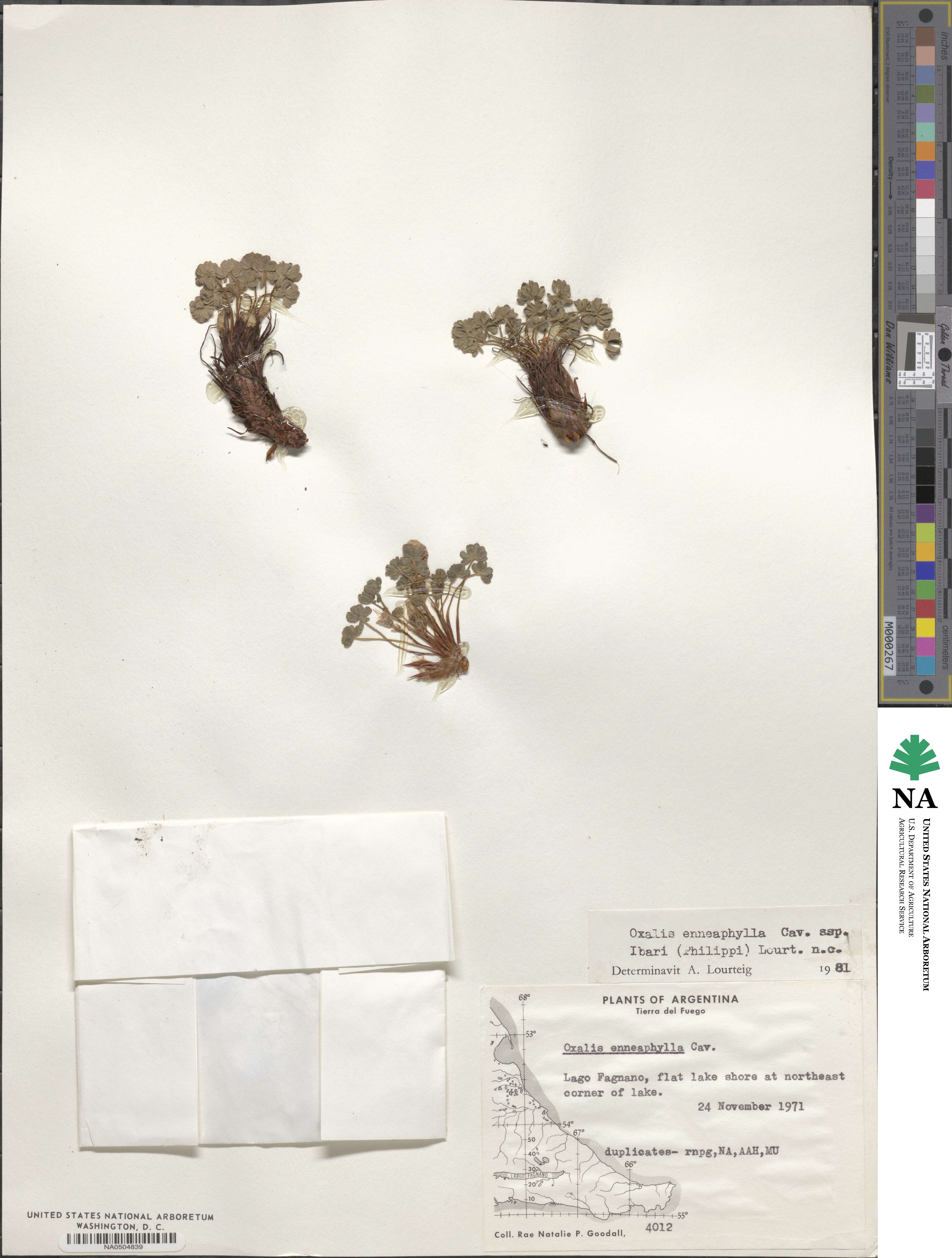 Oxalis enneaphylla image