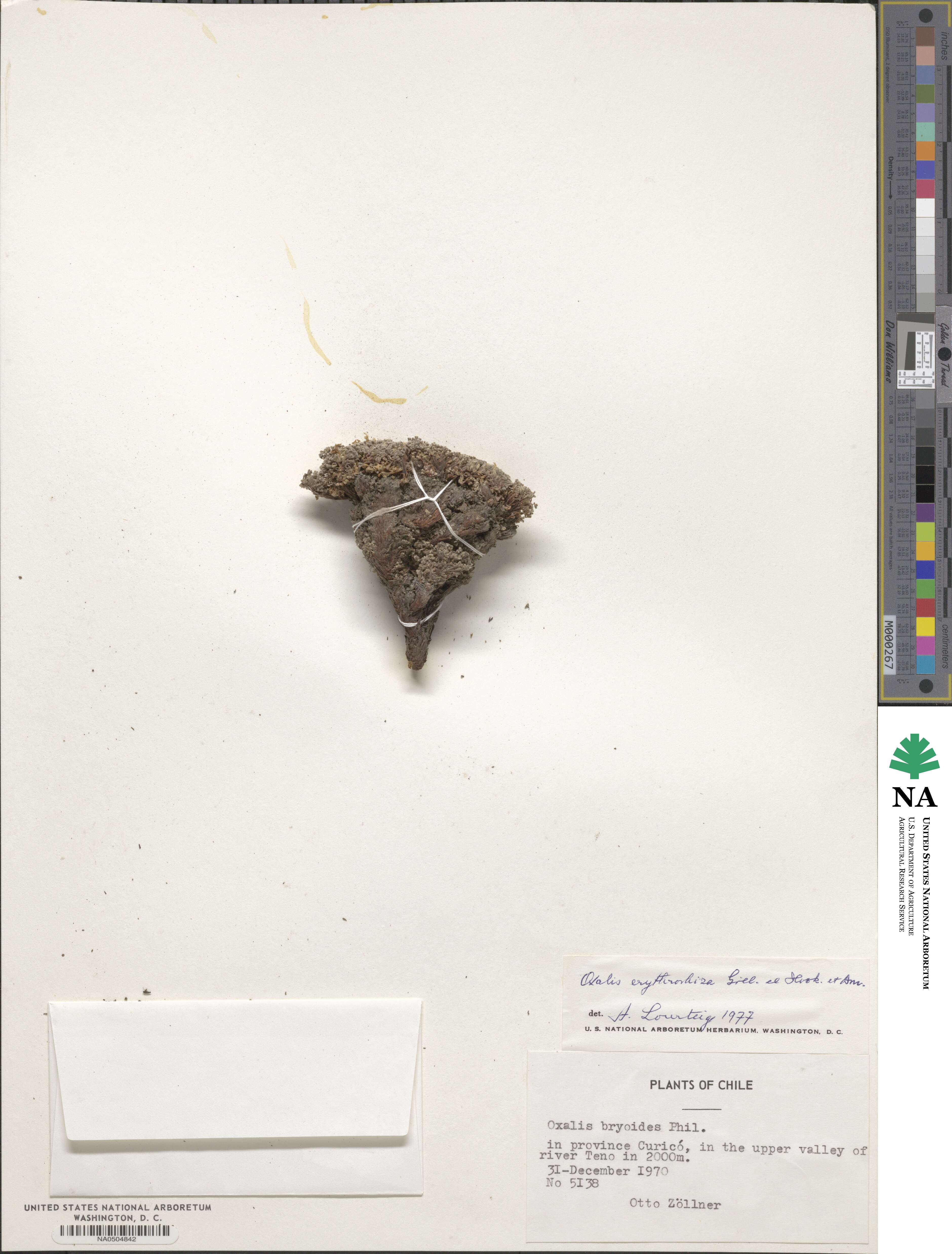 Oxalis erythrorhiza image