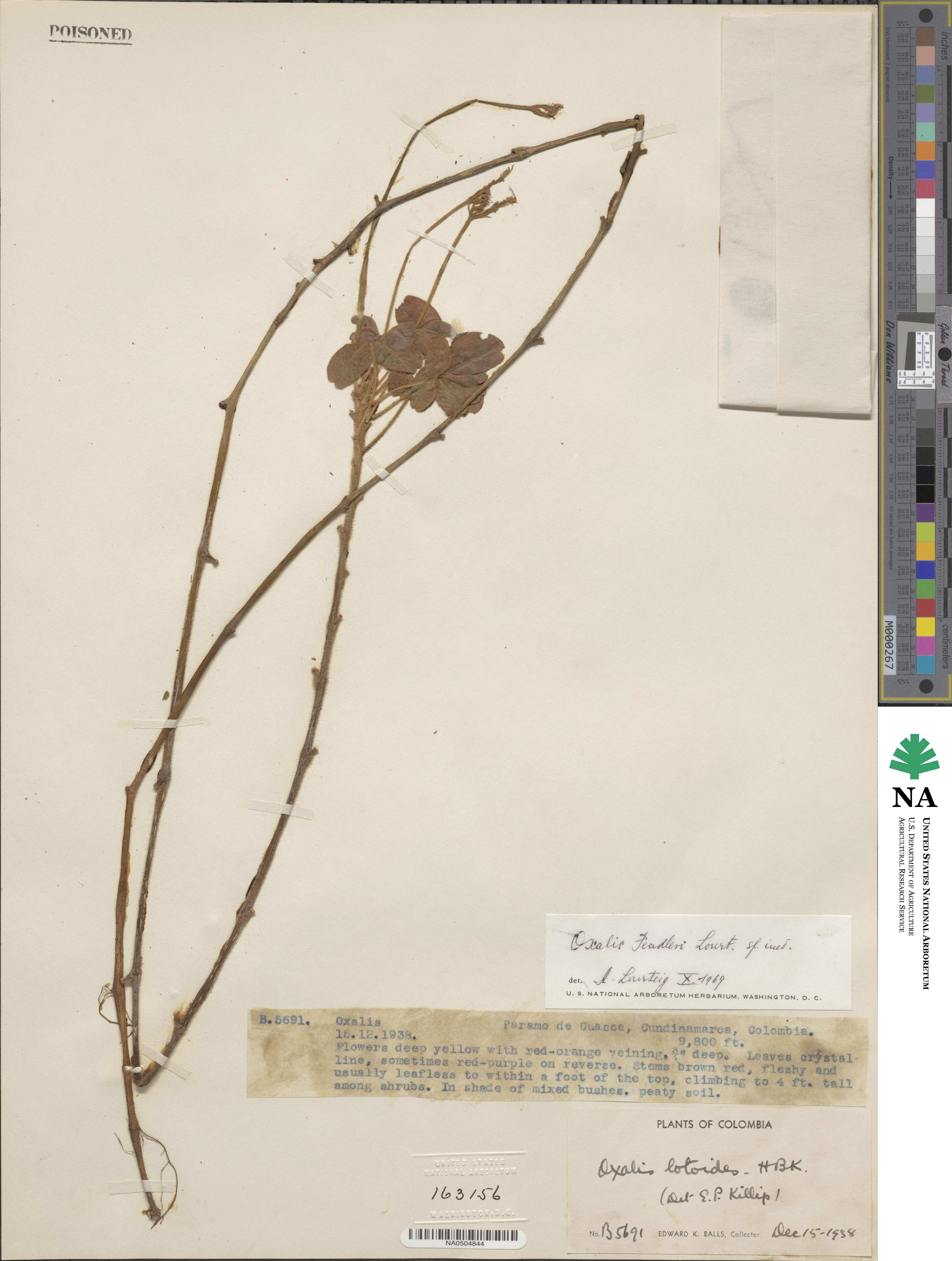 Oxalis fendleri image