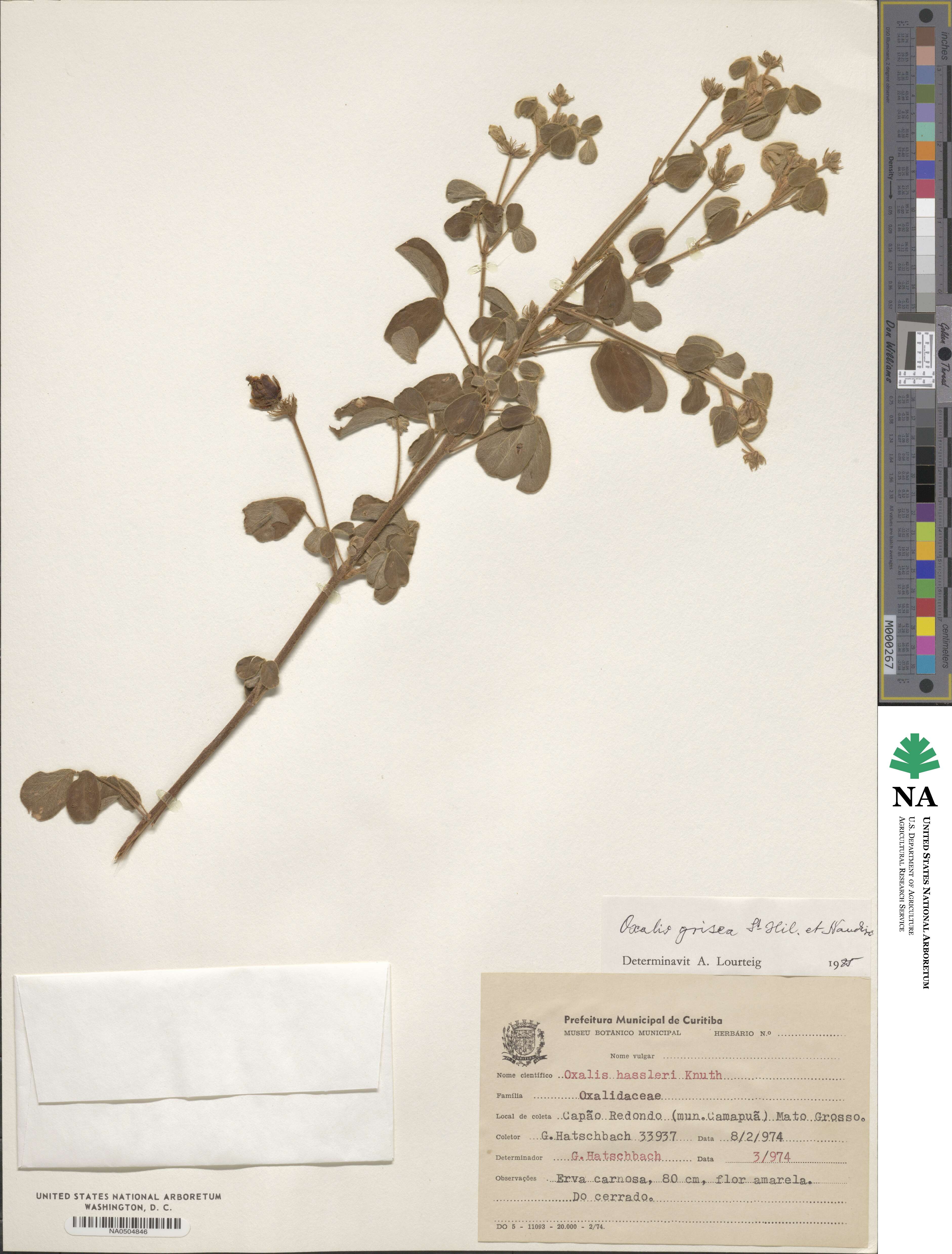 Oxalis grisea image