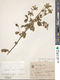 Image of Oxalis grisea