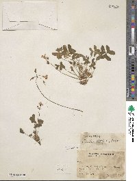 Oxalis latifolia image