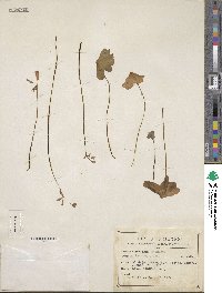 Oxalis latifolia image