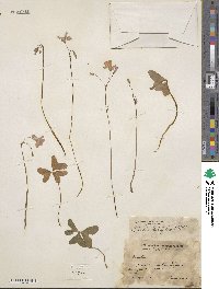 Oxalis latifolia image