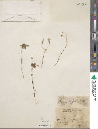 Oxalis latifolia image