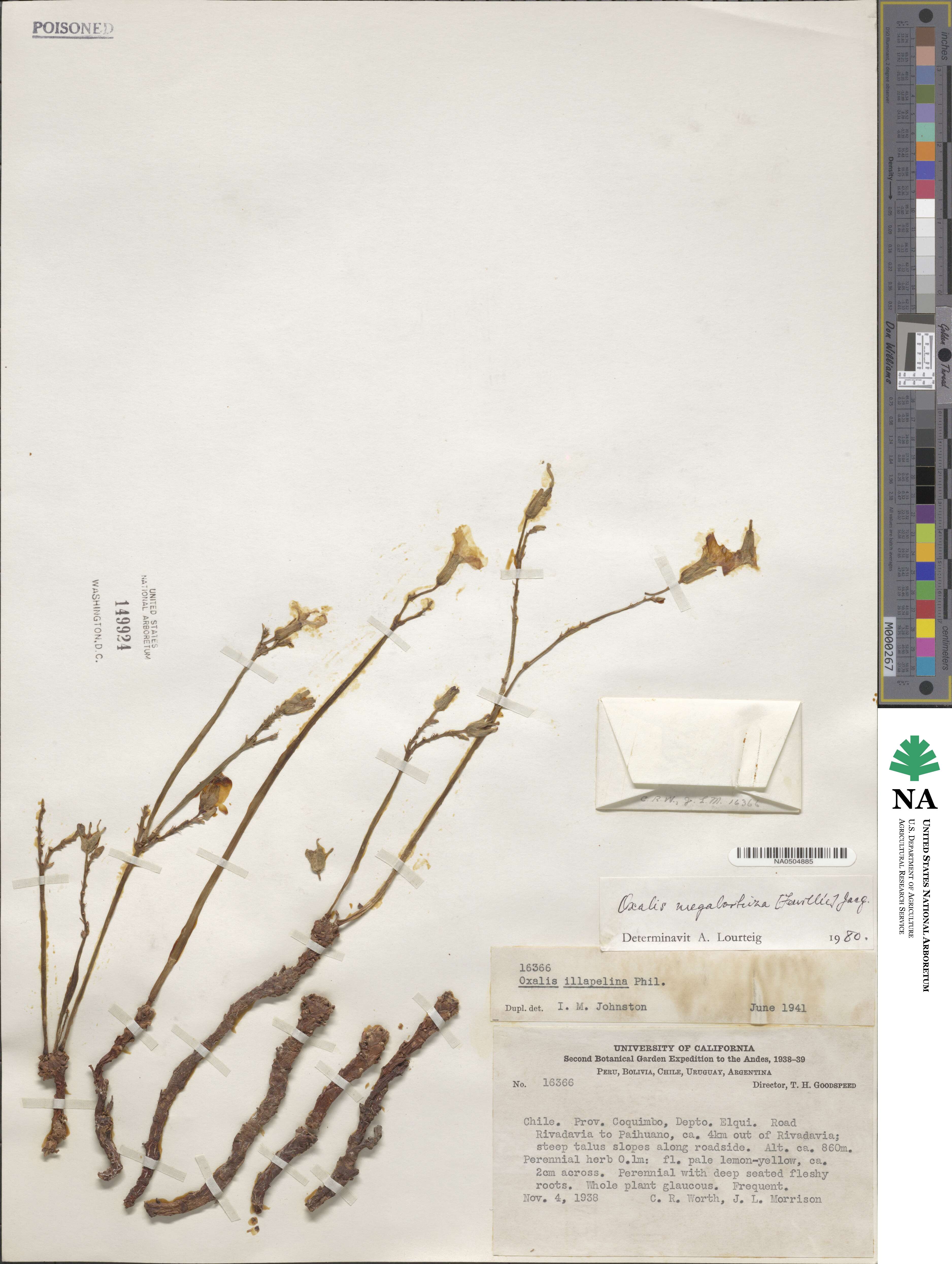 Oxalis megalorrhiza image