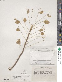 Oxalis peduncularis image