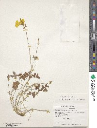 Oxalis pes-caprae image