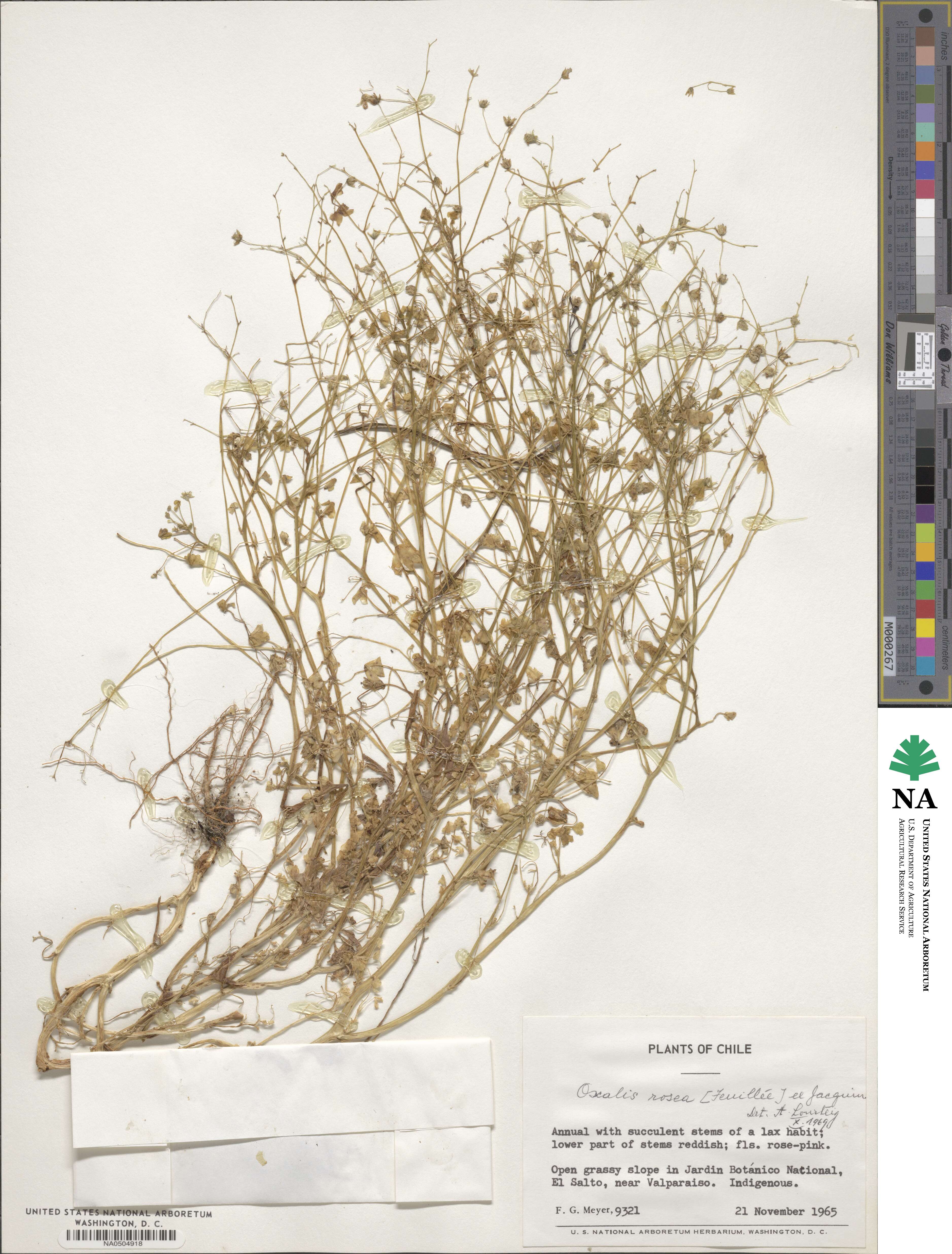 Oxalis rosea image