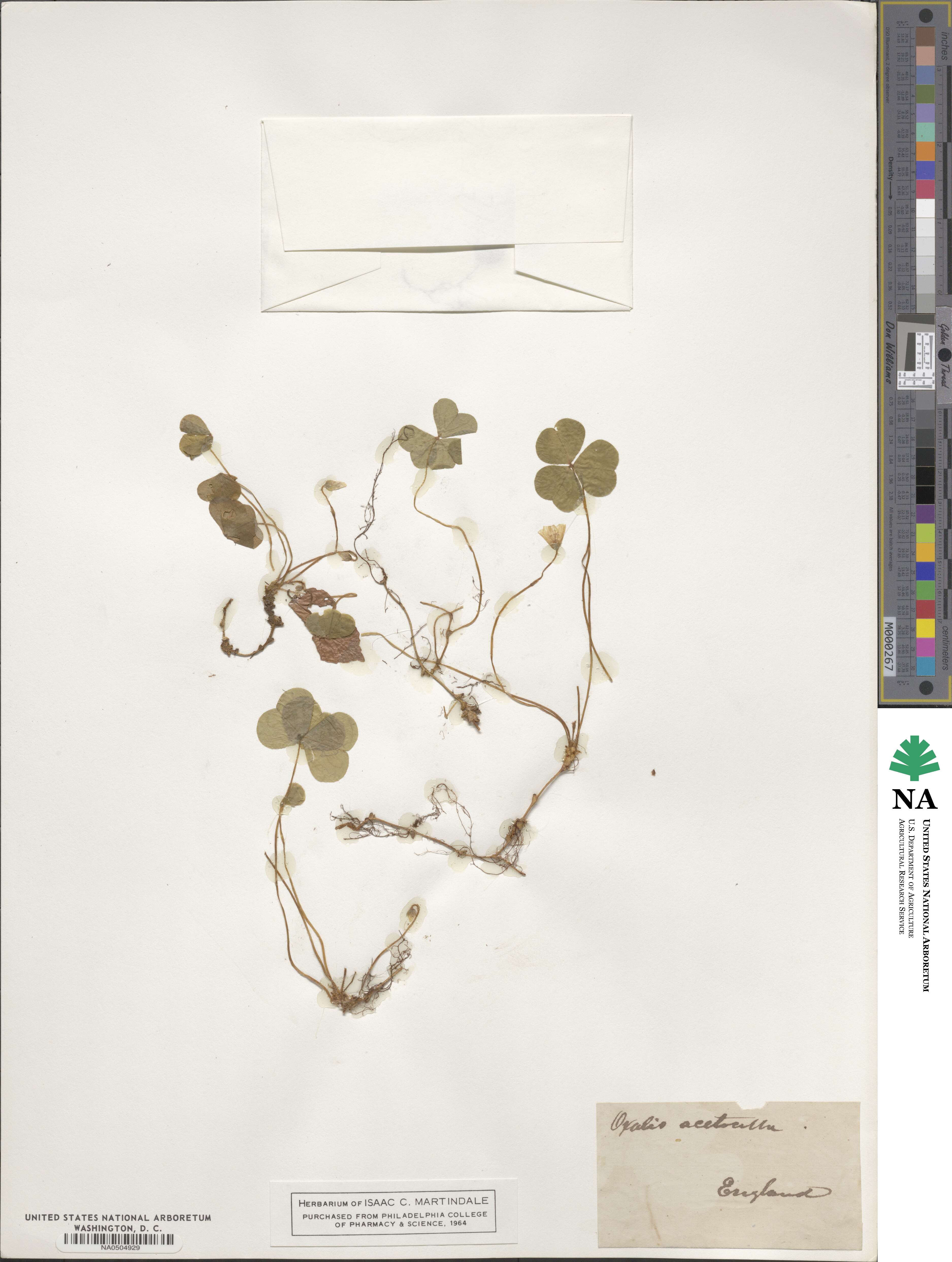 Oxalis acetosella image