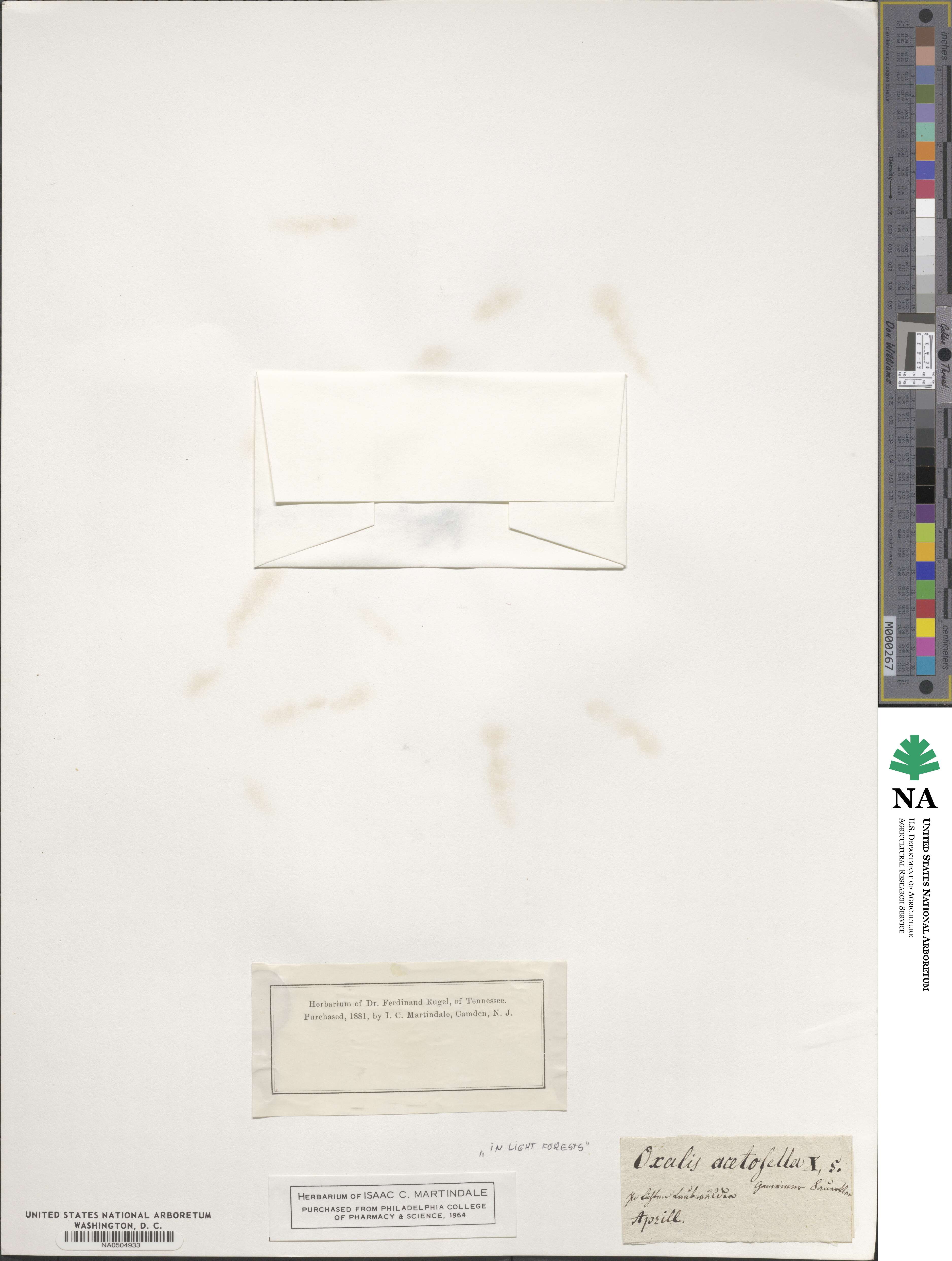 Oxalis acetosella image