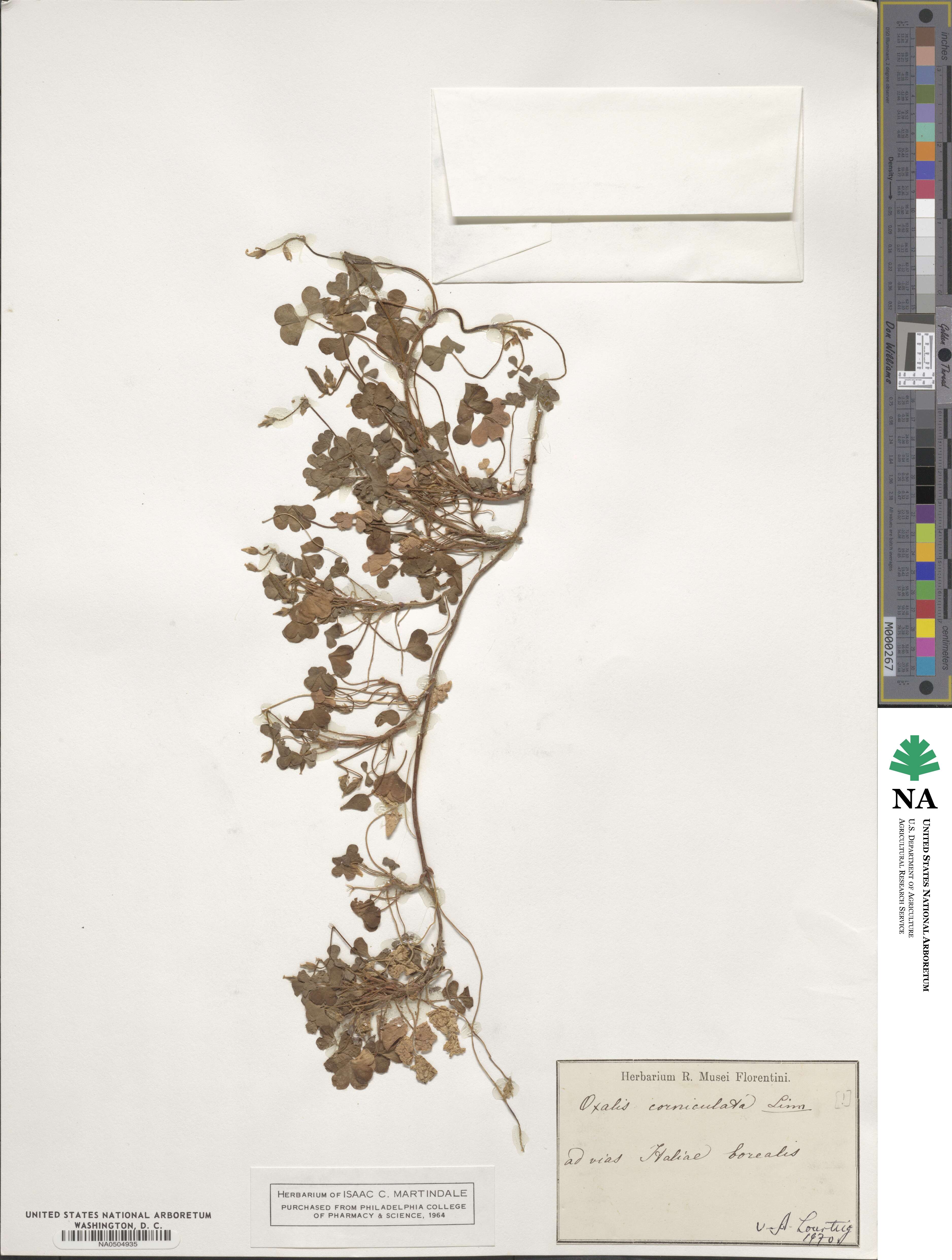 Oxalis corniculata image