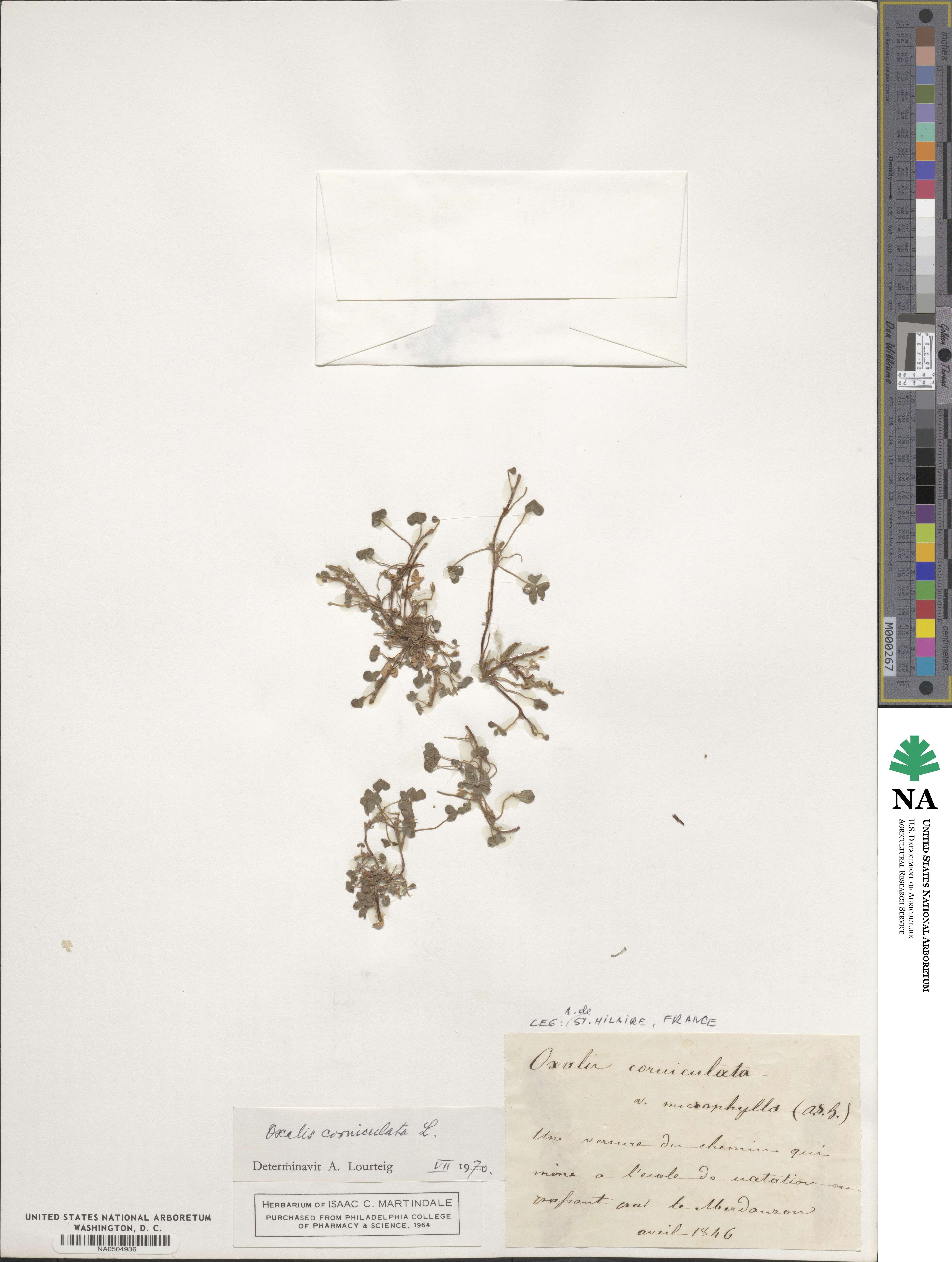 Oxalis corniculata image