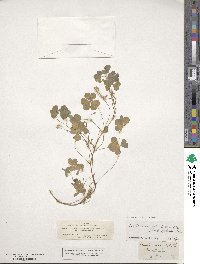 Oxalis corniculata image