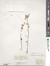 Oxalis stricta image