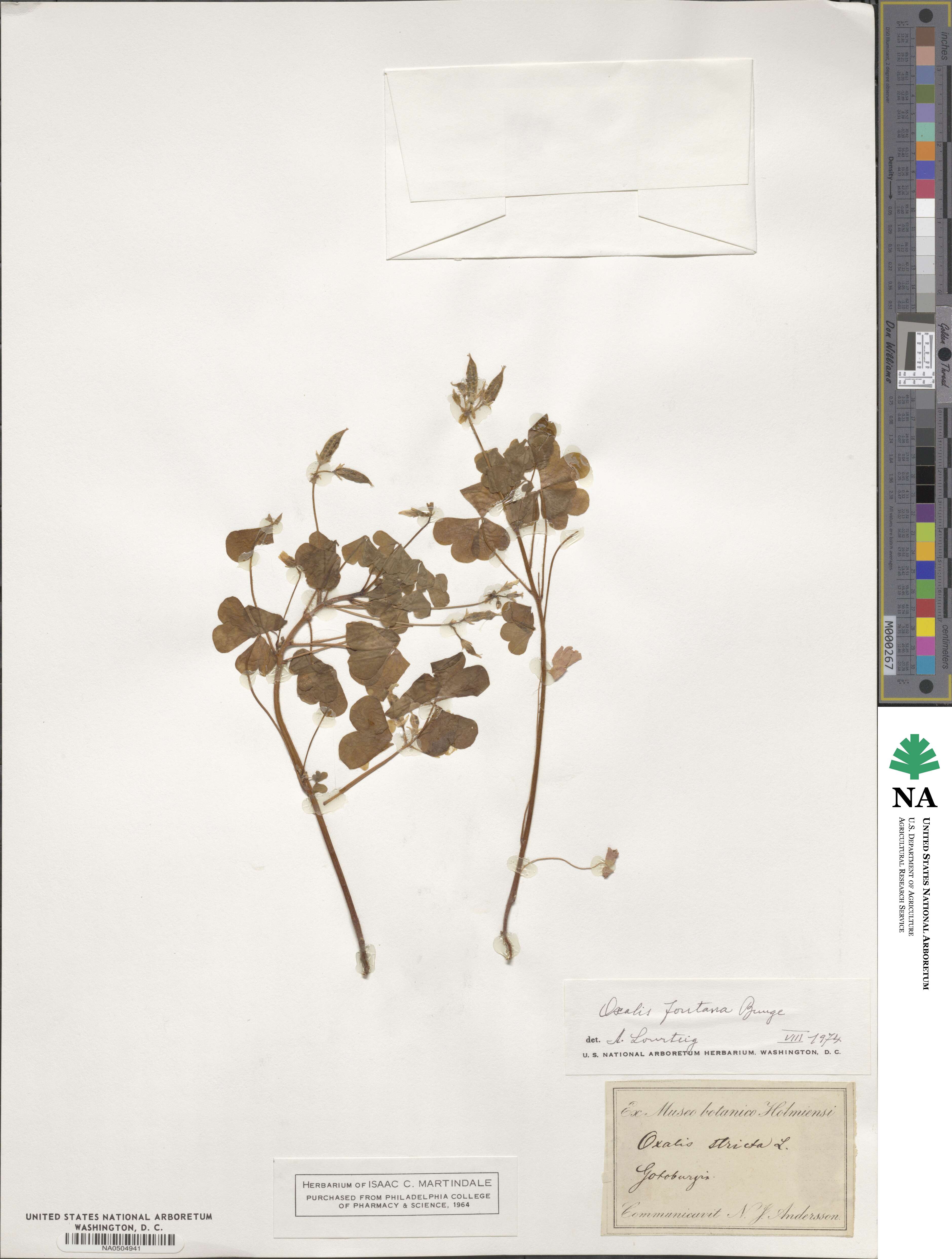 Oxalis stricta image