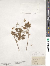 Oxalis stricta image