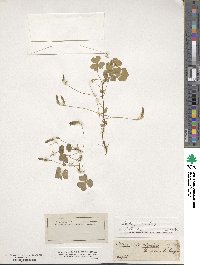 Oxalis stricta image