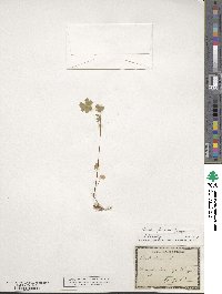 Oxalis stricta image