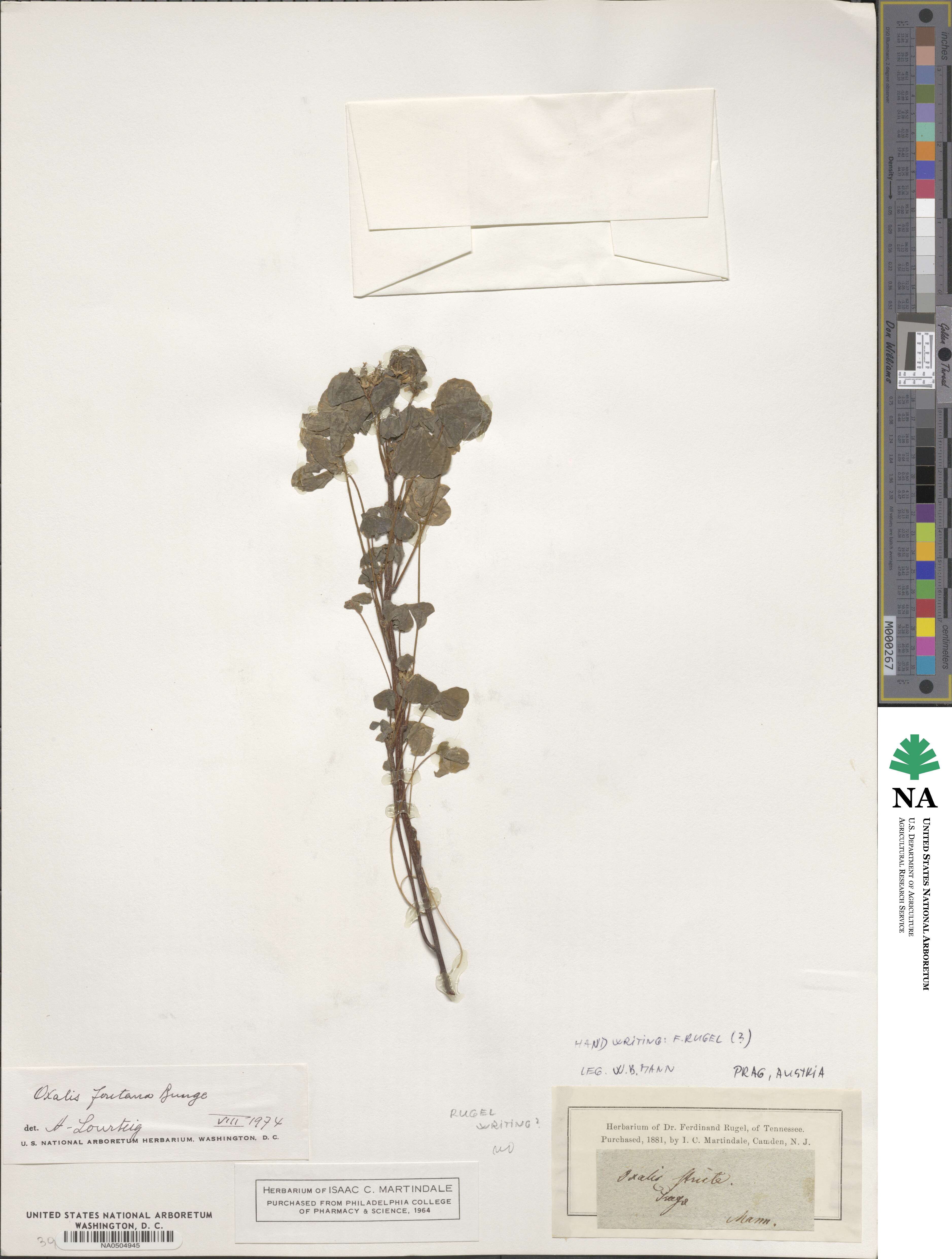 Oxalis stricta image