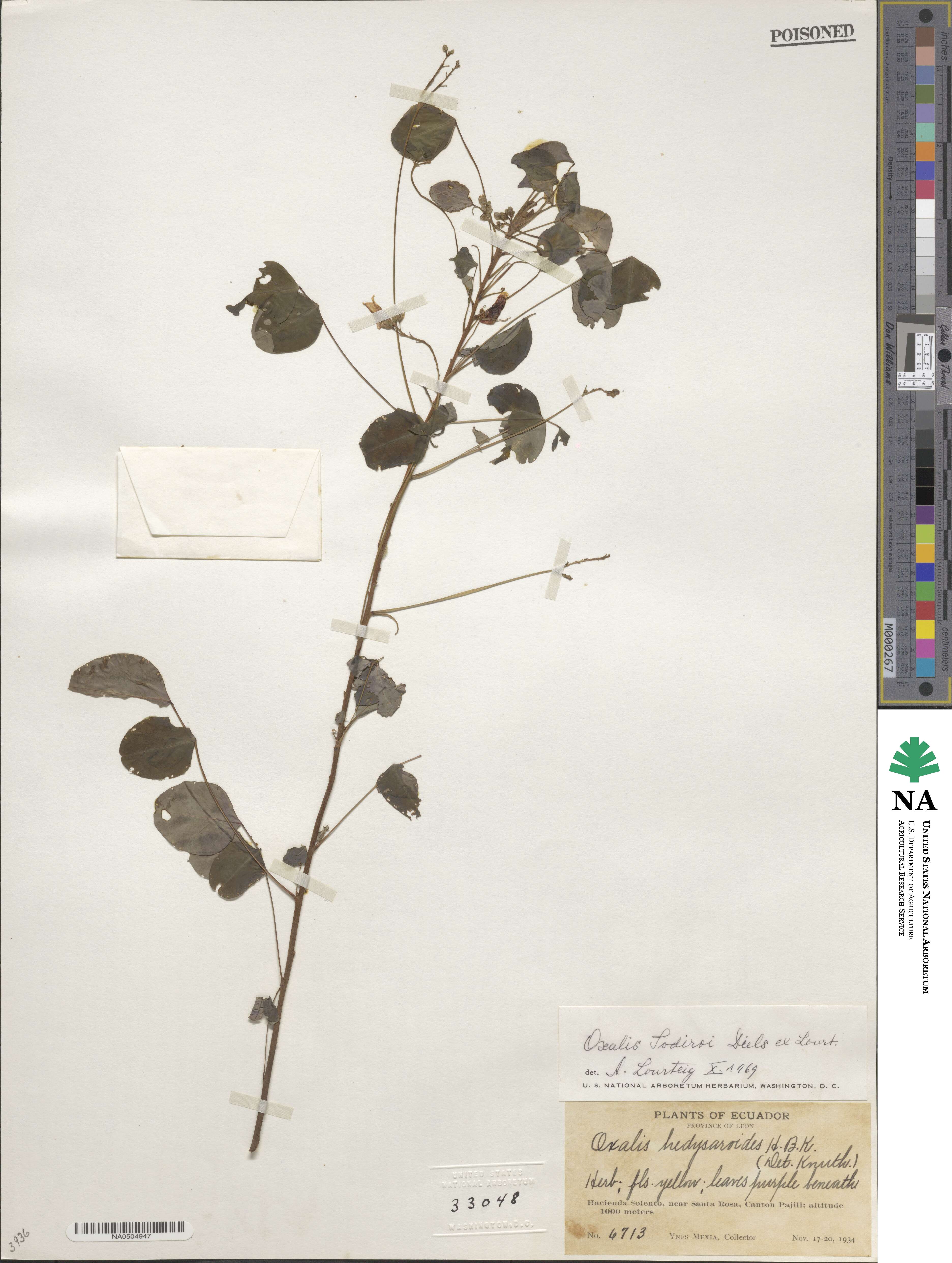 Oxalis hedysaroides image