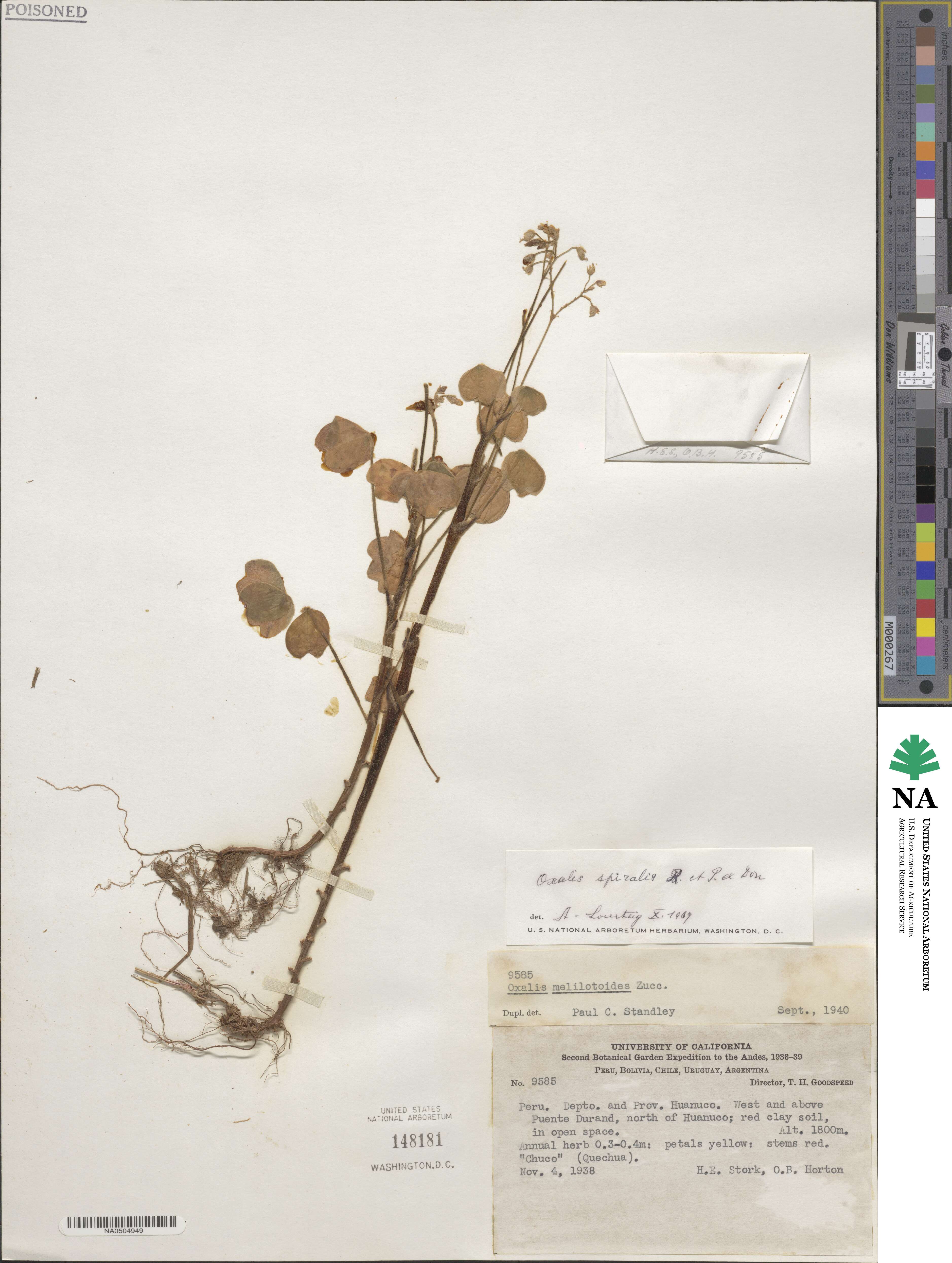 Oxalis spiralis image