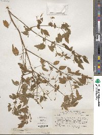 Oxalis spruceana image