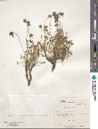 Oxalis squamata image