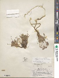 Oxalis squamata image