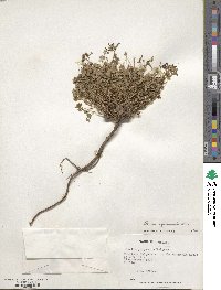 Oxalis squamata image