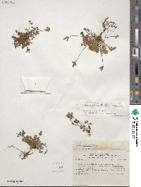 Oxalis squamata image