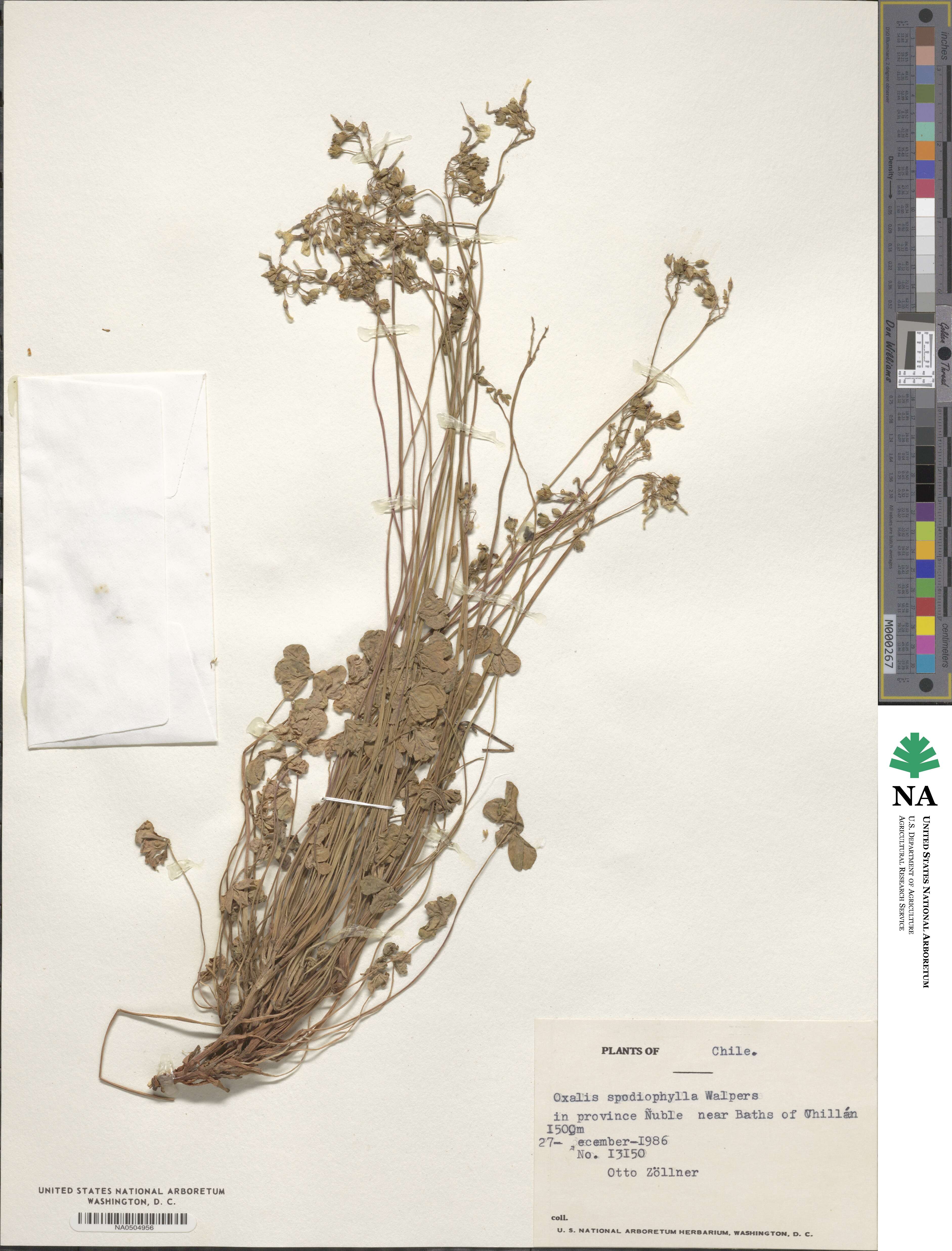Oxalis squamata image