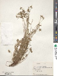 Oxalis squamata image