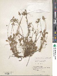 Oxalis valdiviensis image