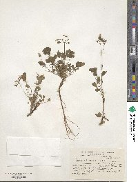 Oxalis valdiviensis image