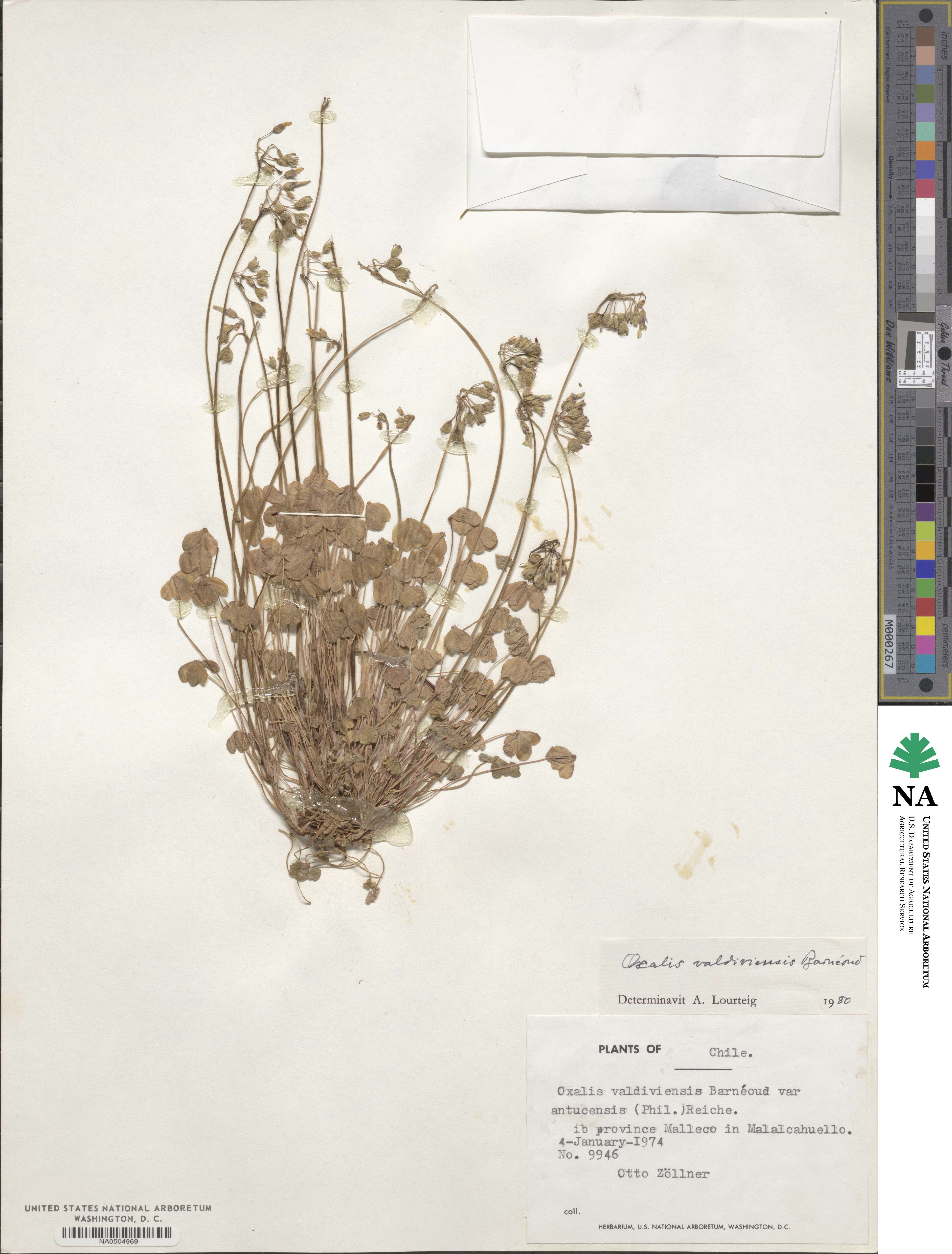 Oxalis valdiviensis image