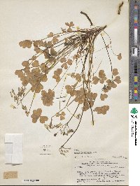 Oxalis valdiviensis image