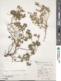 Oxalis corniculata image