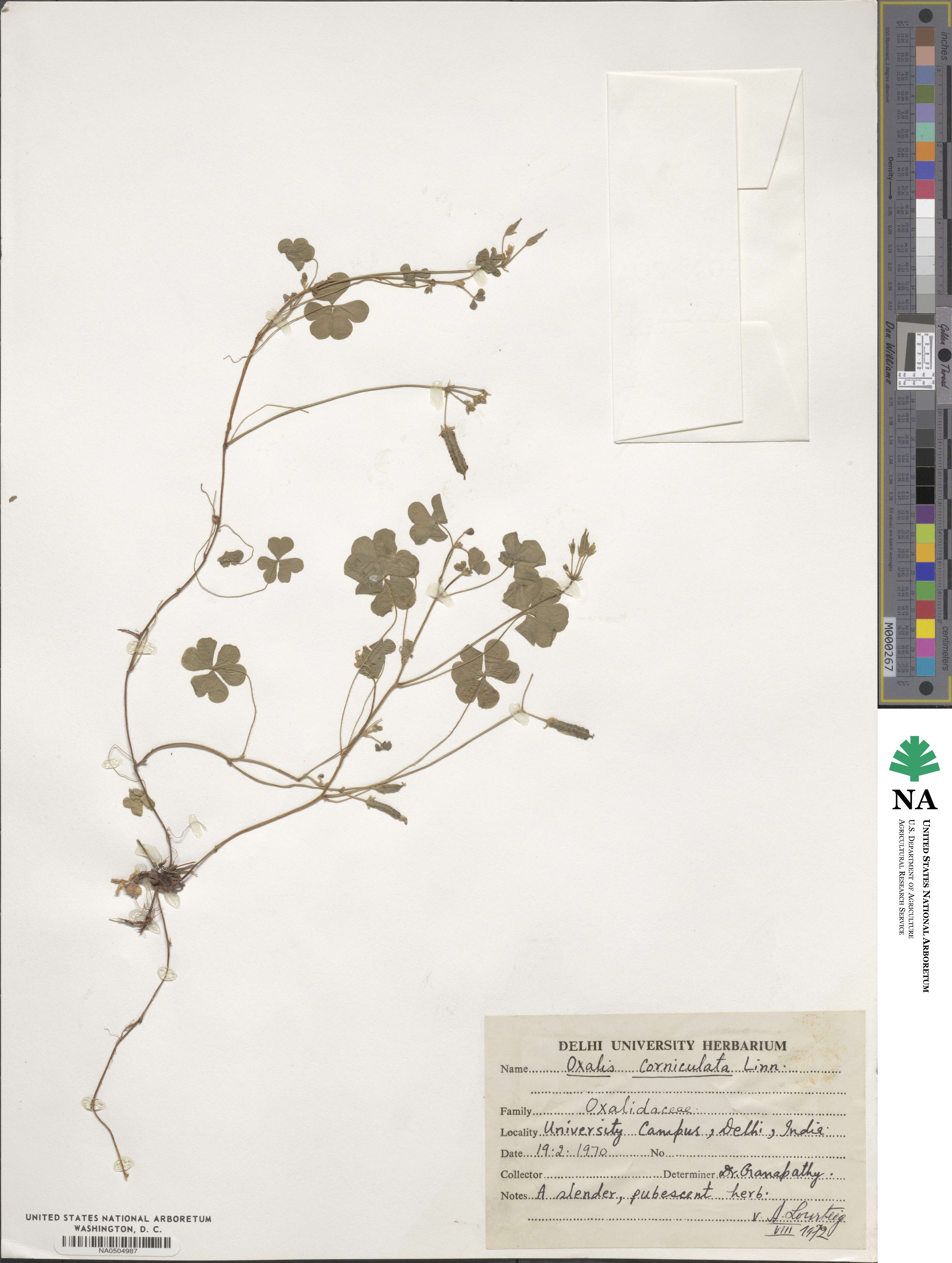 Oxalis corniculata image