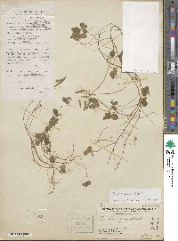 Oxalis corniculata image