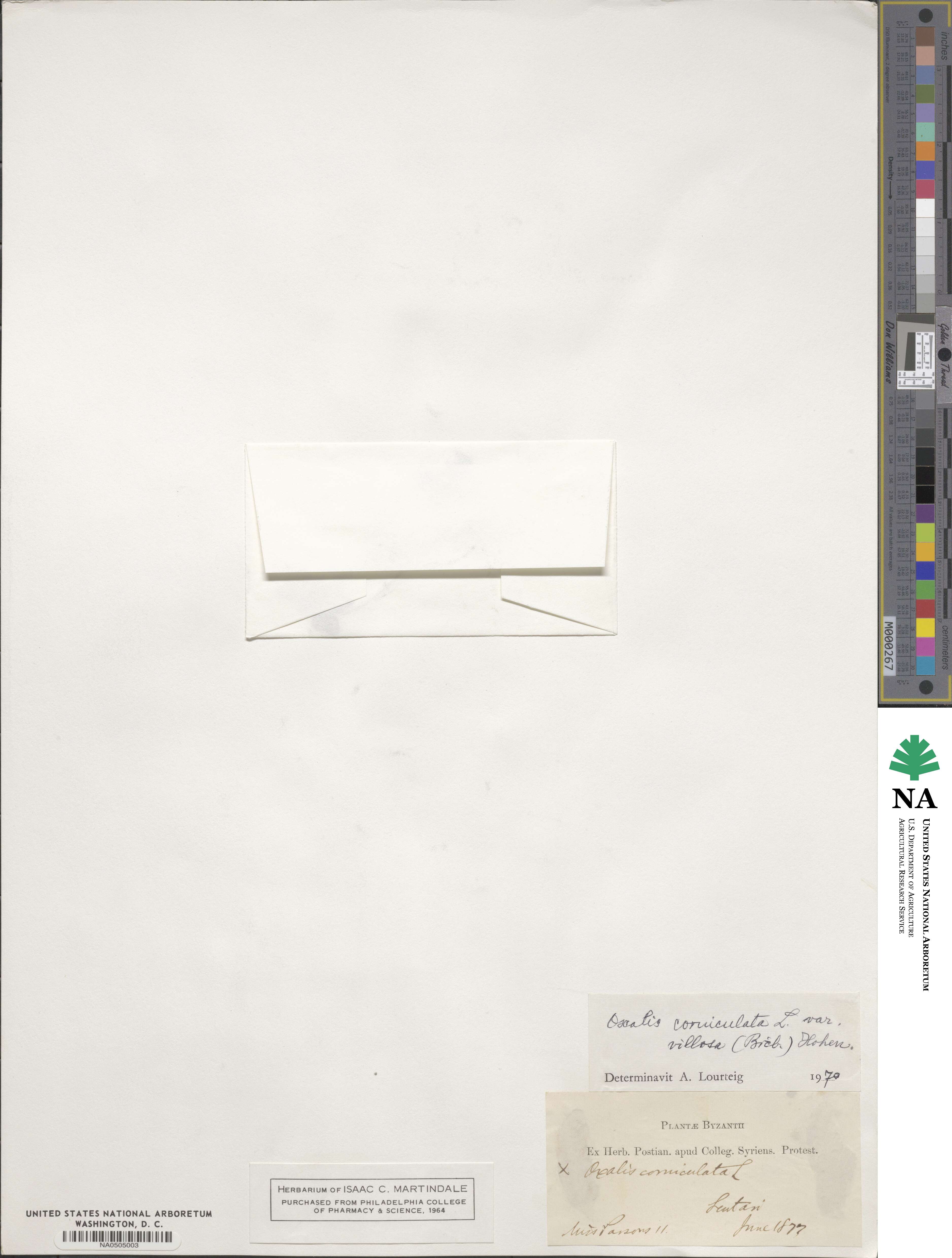 Oxalis corniculata image
