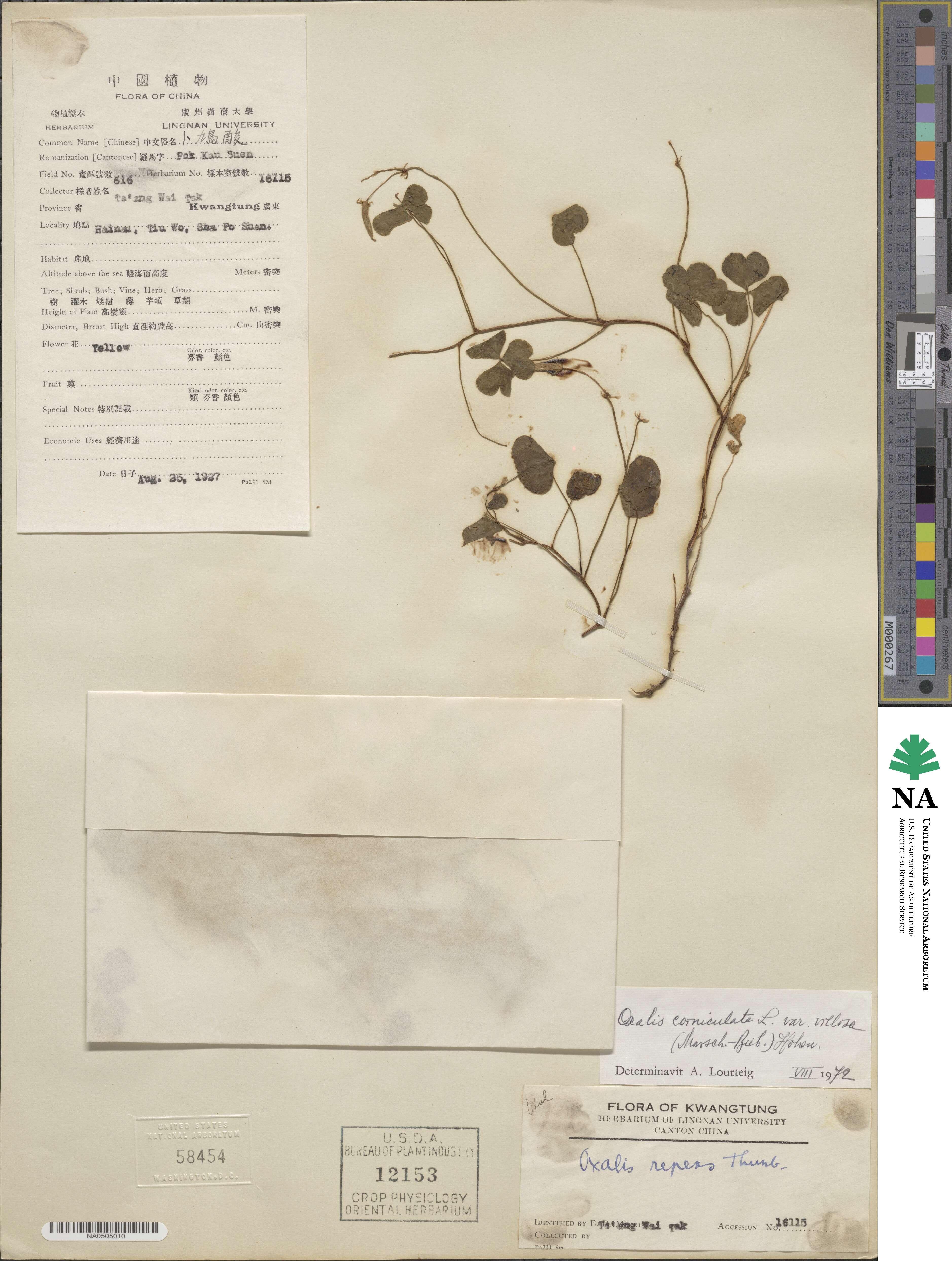 Oxalis corniculata image