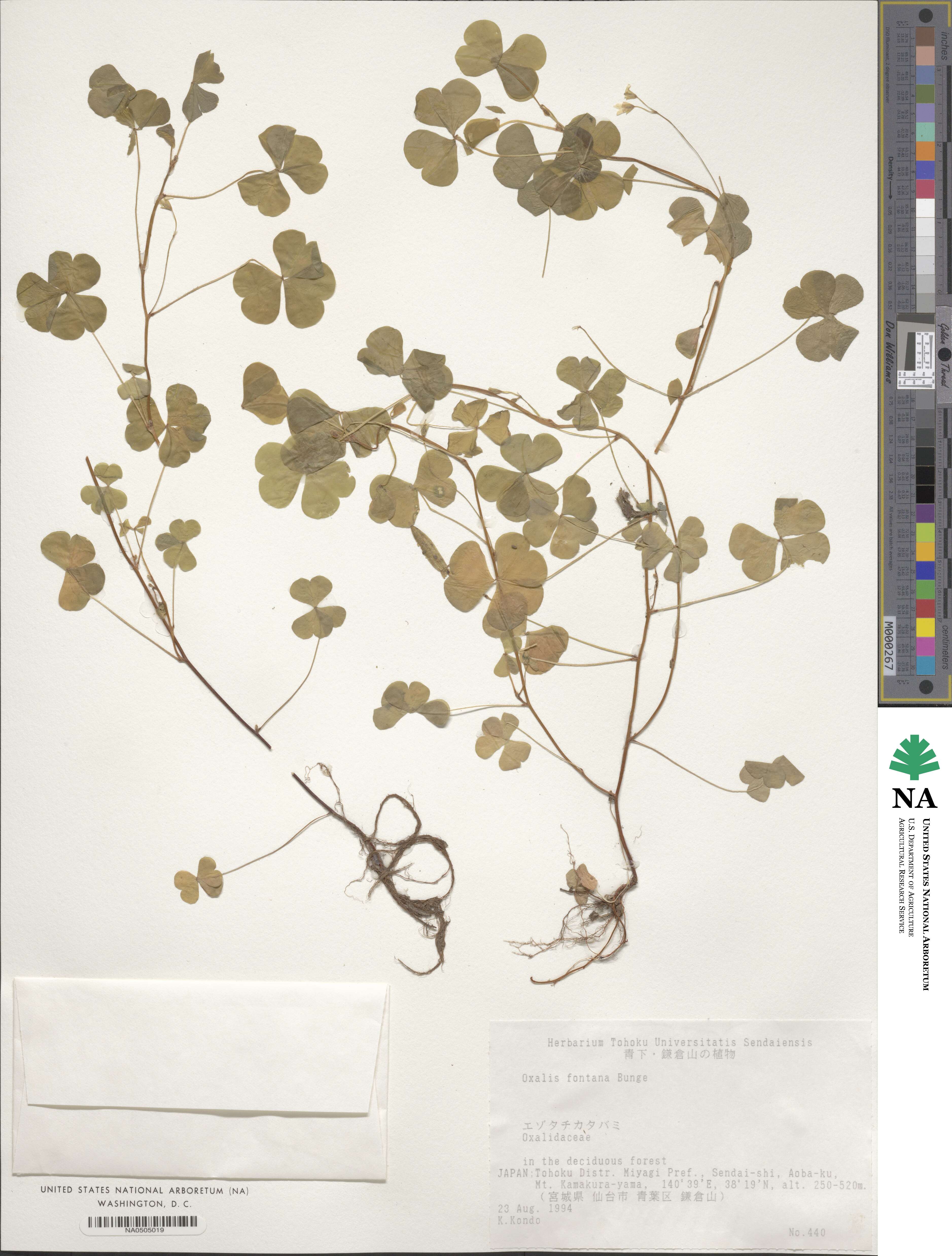 Oxalis stricta image