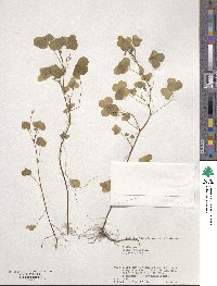 Oxalis stricta image