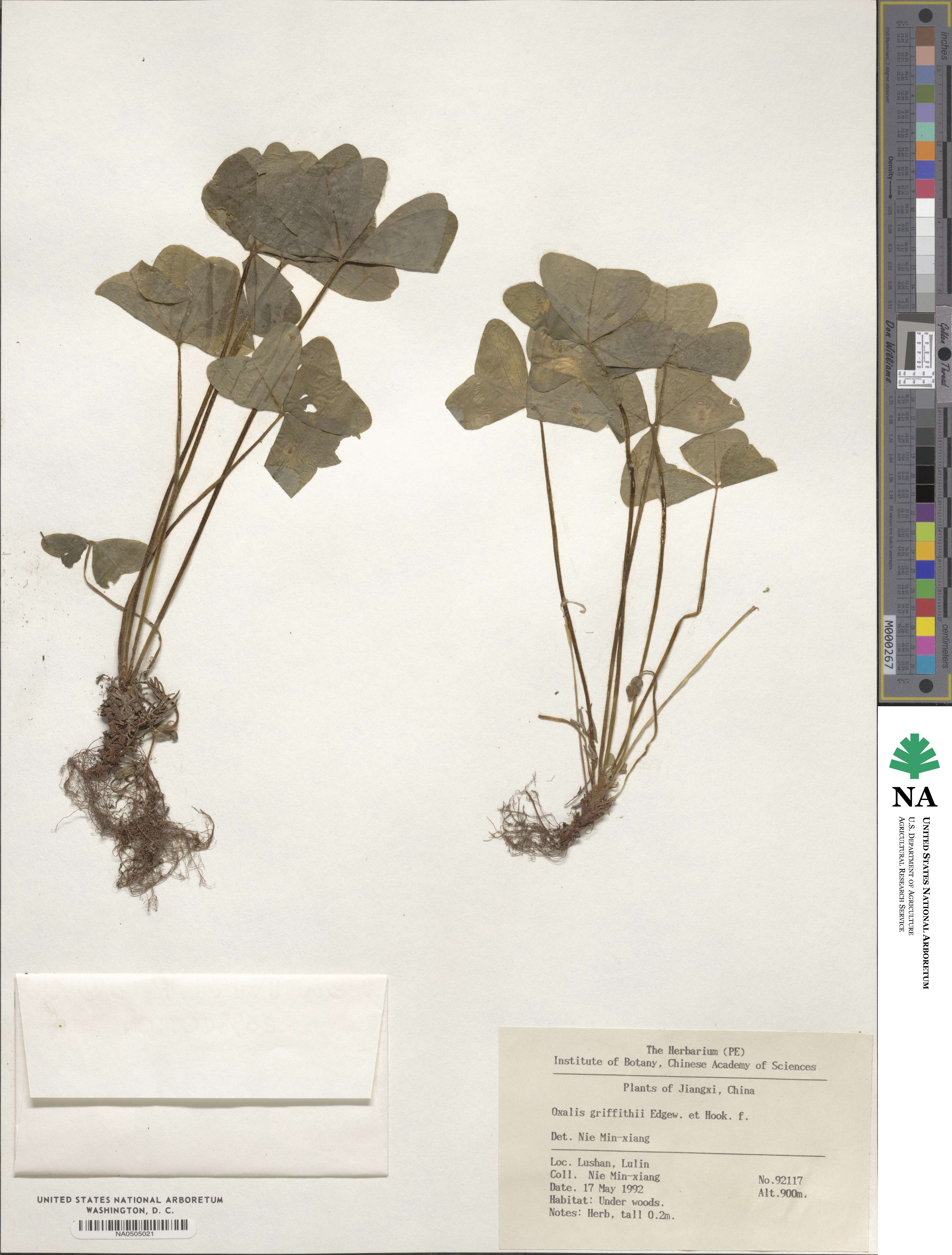 Oxalis griffithii image