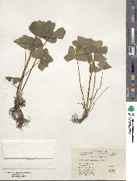 Image of Oxalis griffithii