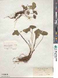 Oxalis griffithii image