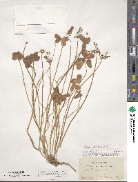 Oxalis pes-caprae image