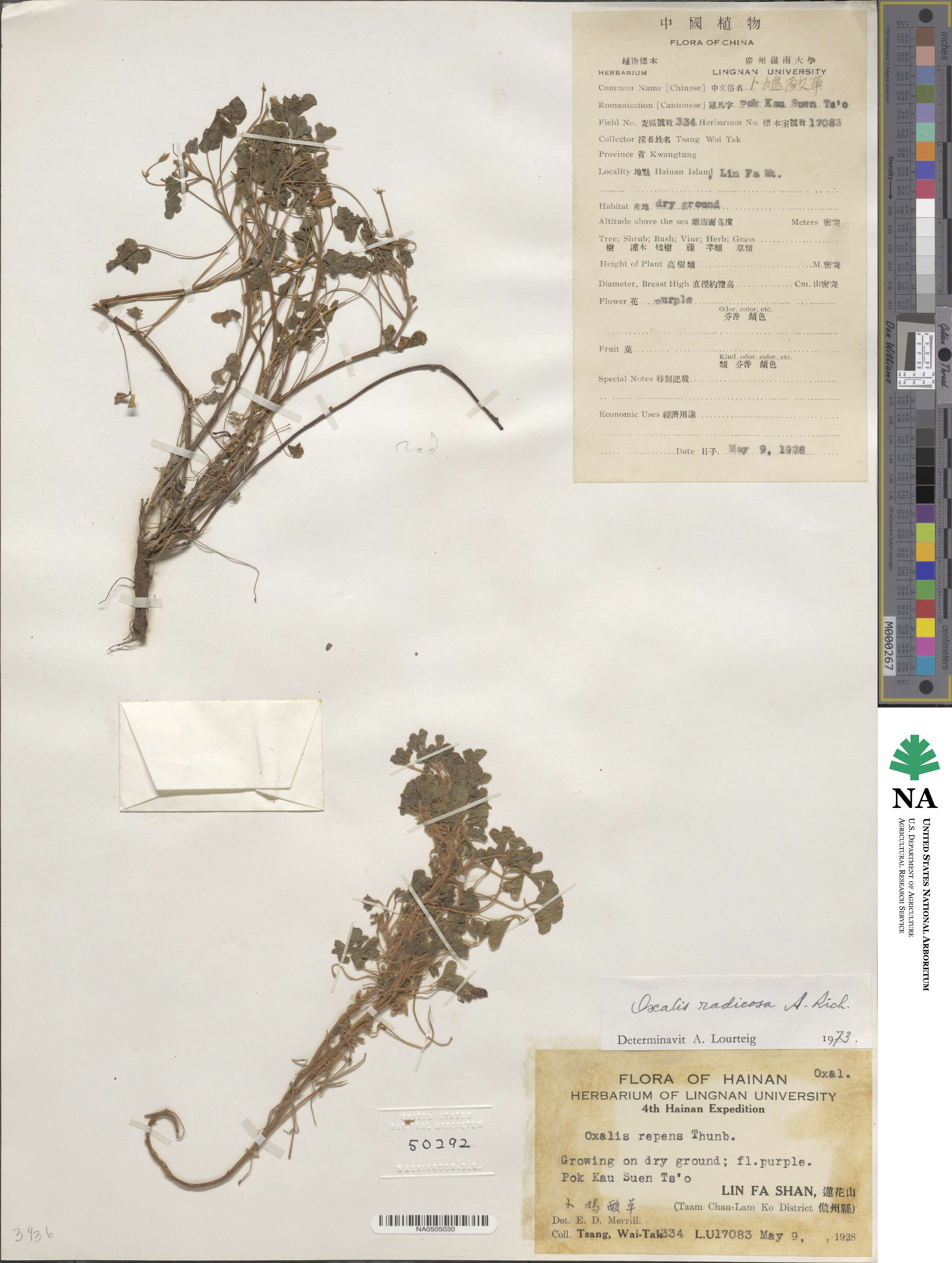 Oxalis corniculata image